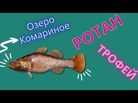 Видео: Русская Рыбалка 4. Озеро Комариное. Ротан. Троф на мах