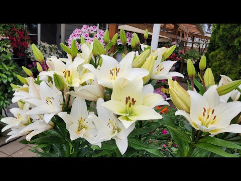 Видео: Лилии. Какие сорта растут в нашем саду. 2024