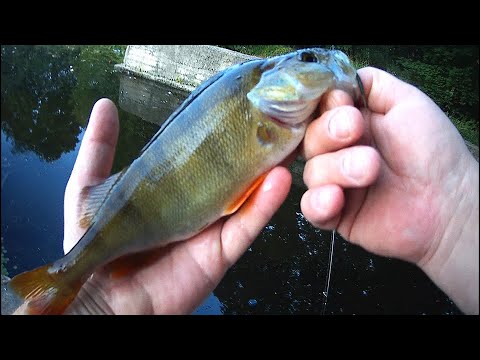 Видео: Обзор спиннинга MAXIMUS POINTER тревел.