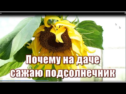 Видео: 289_Почему на даче сажаю  ПОДСОЛНЕЧНИК. Семь причин.