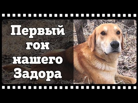Видео: Русская гончая по кличке "Задор". Работа по зайцу беляку.