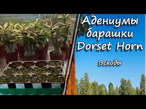 Видео: Адениумы Барашки Dorset Horn. Всходы