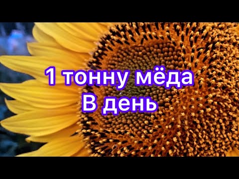 Видео: Откачка мёда на РАХАТЕ !