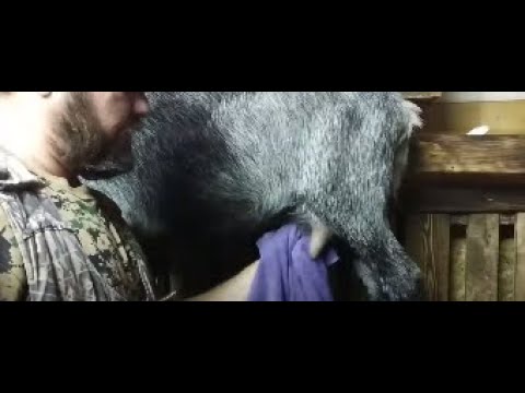 Видео: Мыть или не мыть - вот в чем вопрос... Советы начинающим козоводам.