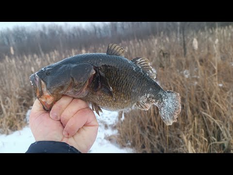 Видео: МАТЕРЫЙ РОТАН-КАБАН ЗАЖИГАЕТ!!! Я в ШОКЕ он клюет даже в мороз! Первый лед 2024-2025