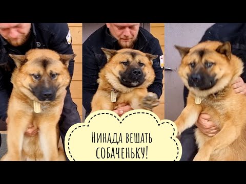 Видео: Взвешивание Пса Кубика плавно перешло в валяние дурака