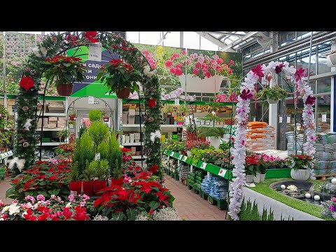 Видео: 🍃☃️БАУЦЕНТР☕🪴Комнатные Цветочки