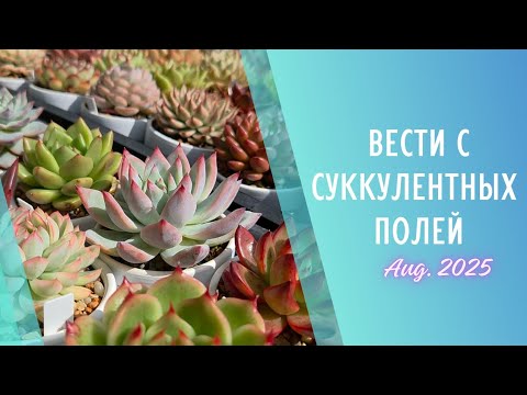 Видео: Вести суккулентных полей 🌱 Август 2025