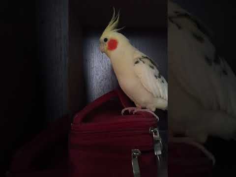 Видео: Корелла Гучи Болтун