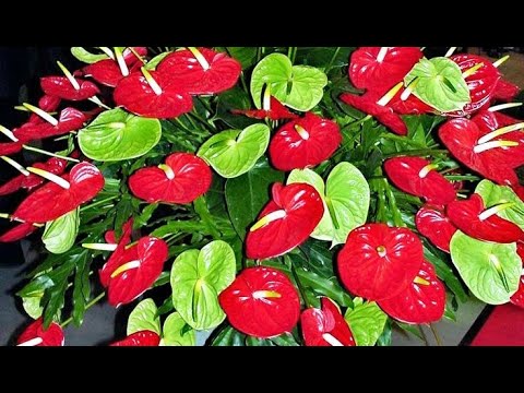 Видео: ЖАЛЕЮ что РАНЬШЕ ТАК НЕ ВЫРАЩИВАЛА АНТУРИУМ,  ТЕПЕРЬ ТОЛЬКО ТАК, АНТУРИУМ от пересадки до цветения!