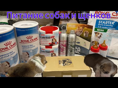 Видео: VLOG:ПИТАНИЕ МОИХ СОБАК,ЧЕМ КОРМИТЬ БЕРЕМЕНУЮ СОБАКУ?после родов?Чем кормить щенков?Щенкам 15 дней❤️