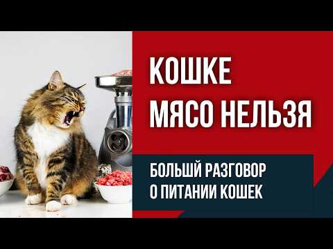 Видео: Мифы и правда о натуральном питании кошек | Часовой разговор с вет диетологом по натуралке