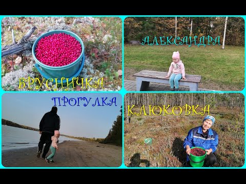 Видео: 💃🐾🍒ВЛОГ/витаминчики с болота-клюква и брусника/Александра/прогулка в парк СВИРСКОЙ ПОБЕДЫ/