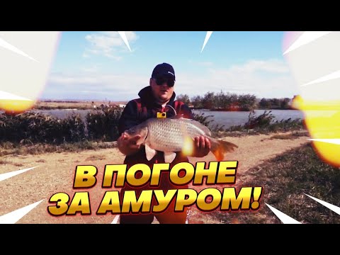 Видео: Рыбалка на карпа а наловили амуров !!!!