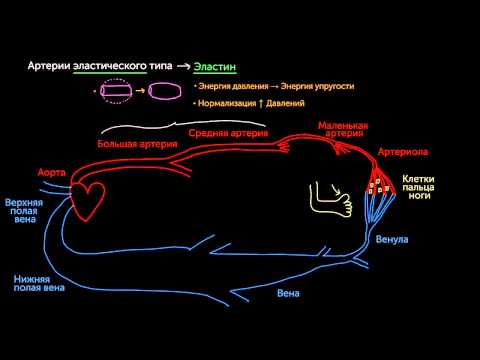 Видео: Артерии, артериолы, венулы и вены