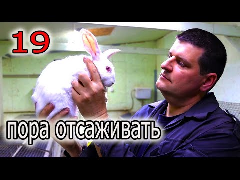 Видео: КРОЛЬЧАТАМ 30-35 дн  ЧТО НУЖНО ЗНАТЬ В ЭТОМ ВОЗРАСТЕ.