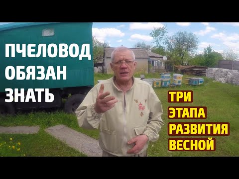 Видео: Этапы весеннего развития пчелиной семьи. Выход пасеки с зимы после потравы.