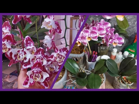 Видео: #44 Снимаю деток с 2х пеньков 🪴🌿 и с ЦН цветущей Гудзон🌺