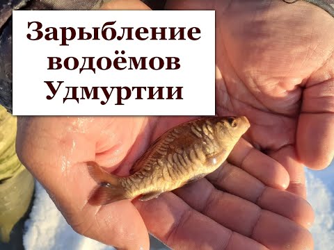 Видео: Зарыбление водоёмов Удмуртии. Это только начало!