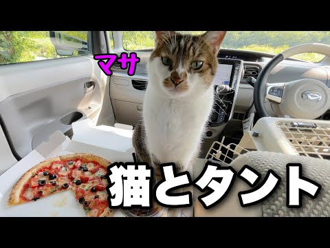 Видео: Отправляйтесь на прогулку с котом и пообедайте у реки! Укромное местечко в Хакубе.