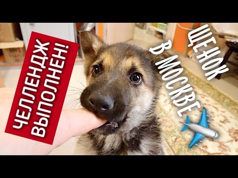 Видео: Щенок летит в Москву. Челлендж выполнен! Нашли семью.