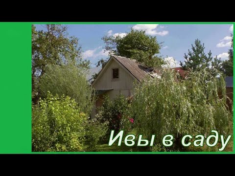 Видео: Ива и садовые композиции. Почему стоит посадить декоративные ивы?