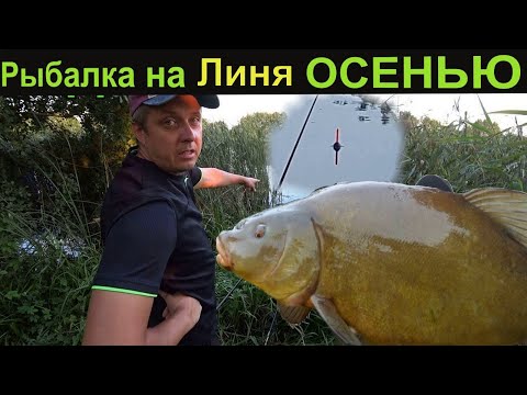 Видео: Рыбалка на Линя Осенью. Ловля линя на поплавок. Творог на линя  Как поймать линя