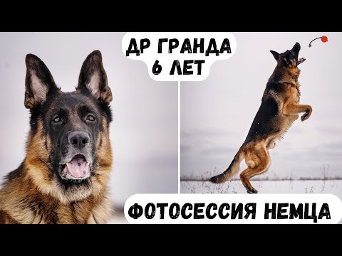 Видео: ФОТОСЕССИЯ НЕМЦА [влог] - ГРАНДУ 6 ЛЕТ!!!