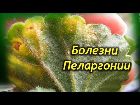 Видео: 10 типичных болезней Герани! Как вылечить Пеларгонию?