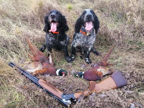 Видео: Один выстрел и два фазана!