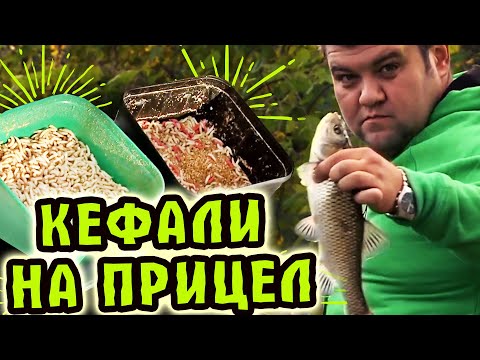 Видео: Кефали на прицел