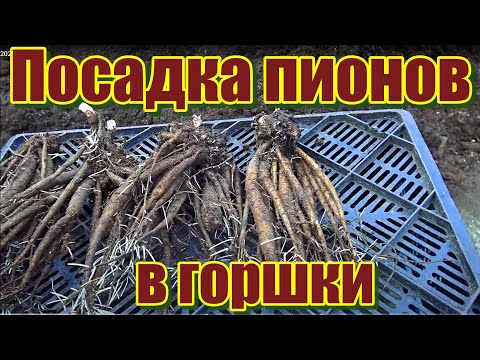 Видео: Пионы высадка в горшки 2020г.