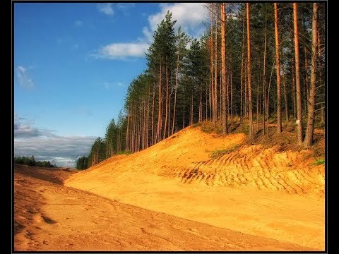 Видео: Сосны придумали чтобы остановить пустыни?
