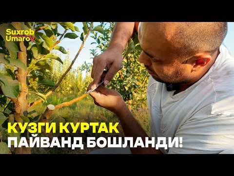 Видео: Кераксиз навни пайванд қилиб янгисига алмаштирамиз! #suxrobumarov #payvand #kurtakpayvand