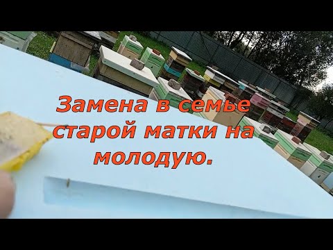Видео: Замена в семье старой матки на молодую.