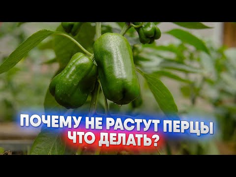 Видео: Почему не растут перцы  - что делать?