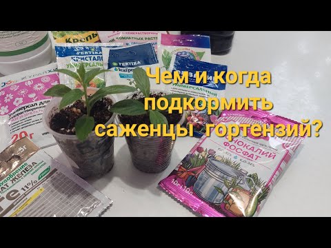 Видео: Пересадка и подкормка метельчатых  гортензий.Часть 2