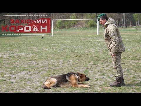 Видео: Як навчити собаку команди «ЛЕЖАТИ»? Поради прикордонника-кінолога.