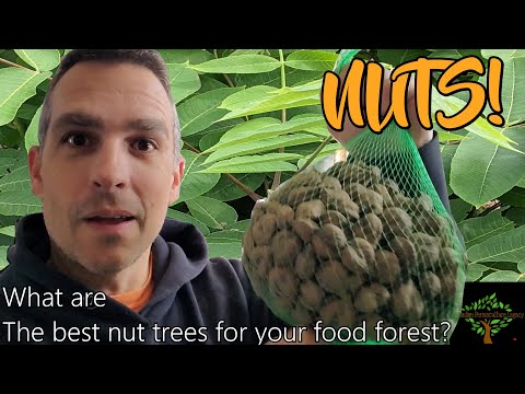Видео: ОРЕХИ! Рекомендованные мной ореховые деревья для морозостойкого пермакультурного леса.