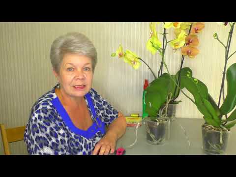 Видео: ПРИГОТОВЬТЕСЬ К ШОКУ! Грибные Комарики в Орхидеи - Это Реально.