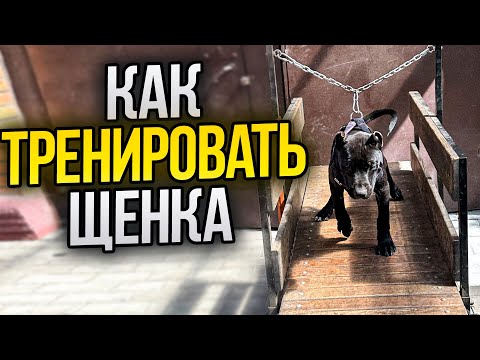 Видео: КАК ТРЕНИРОВАТЬ ЩЕНКА! В КАКОМ ВОЗРАСТЕ И КАКИМИ УПРАЖНЕНИЯМИ! СКОРО ЩЕНКИ БУЛЛИ