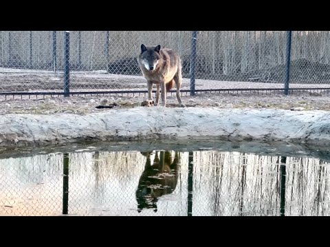 Видео: Король ВОЛК 🐺 АКЕЛА ‼️Арктическая Волчица готова к родам ‼️