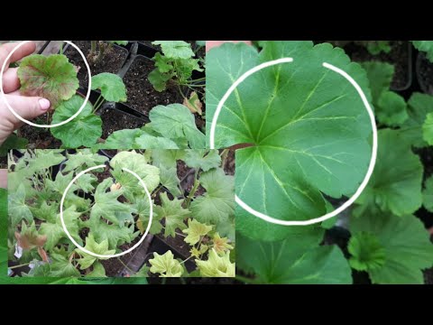 Видео: ПЕЛАРГОНИИ проблемы с листьями. Зима 2021.