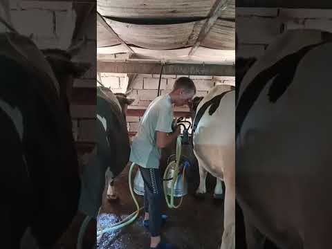 Видео: Доение коров . Подключаю коров к доильным аппаратам .