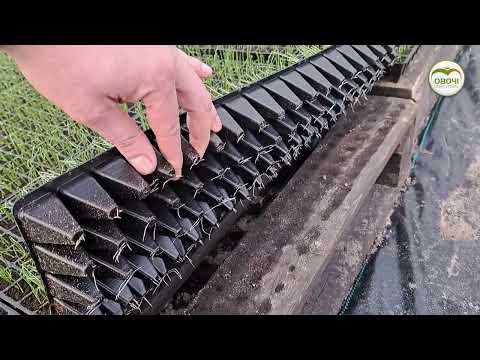 Видео: Вирощування цибулі через розсаду | Овочі.Смак успіху