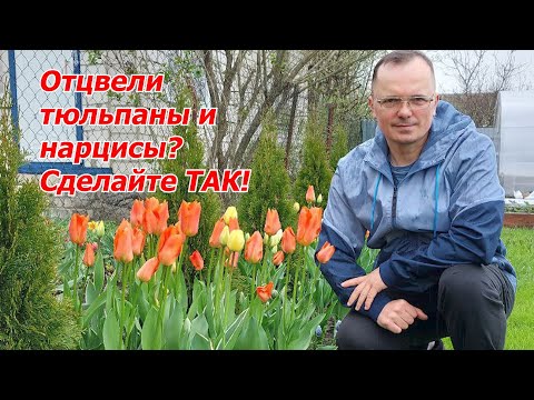Видео: Что делать с тюльпанами и нарцисами после цветения.