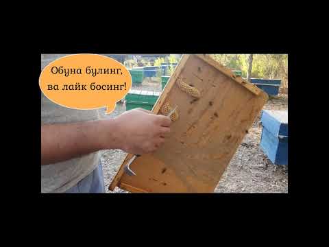Видео: 7. Она асал ари сифатини аниклаш ва кучли оила шакллантириш, Asal ari sifatini aniqlash!