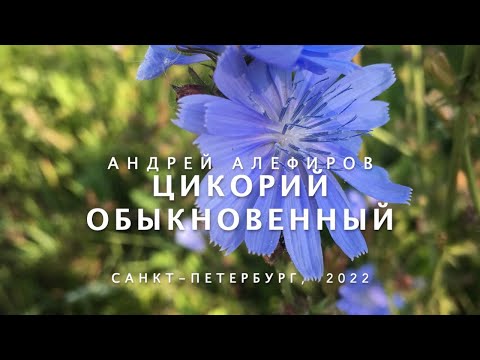 Видео: Цикорий обыкновенный. Алефиров А.Н.