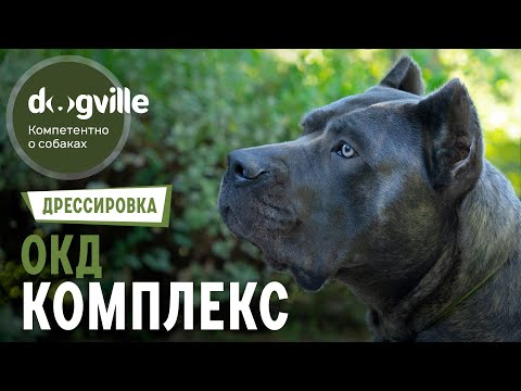 Видео: Комплекс команд - Общий курс дрессировки