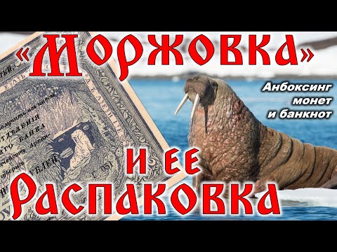 Видео: «Моржовка» и ее распаковка 👁🦭👁